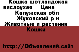 Кошка шотландская вислоухая  › Цена ­ 1 000 - Калужская обл., Жуковский р-н Животные и растения » Кошки   